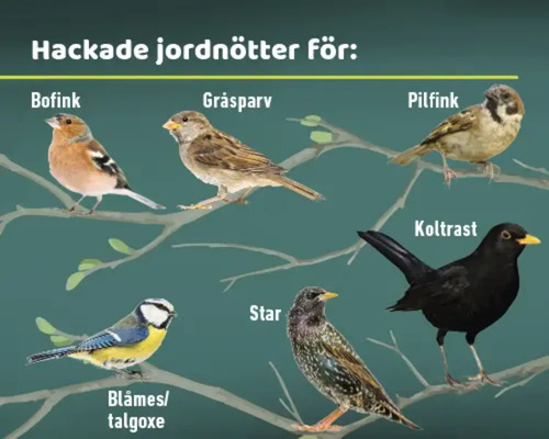 Illustration av olika fågelarter som äter hackade jordnötter
