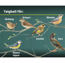 Illustration av olika fågelarter som äter talgbollar.