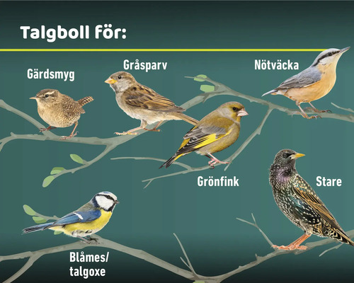 Illustration av olika fågelarter som äter talgbollar.