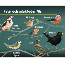 Illustration av olika fågelarter som äter fett och mjukfoder