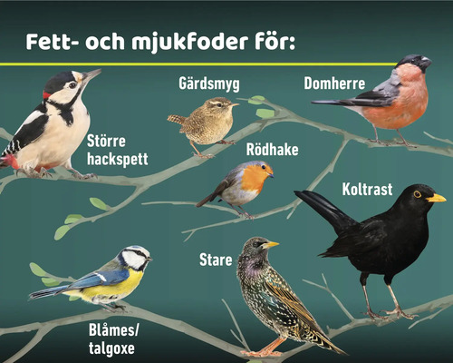 Illustration av olika fågelarter som äter fett och mjukfoder