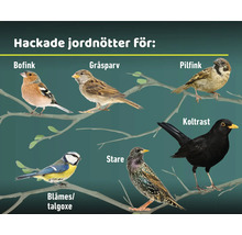 Illustration av olika fågelarter som bofink, gråsparv, pilfink, blåmes/talgoxe, stare och koltrast