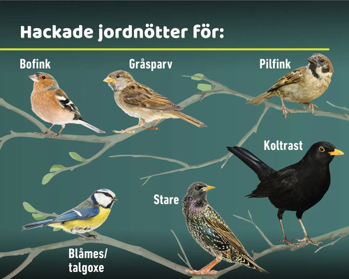 Illustration av olika fågelarter som bofink, gråsparv, pilfink, blåmes/talgoxe, stare och koltrast