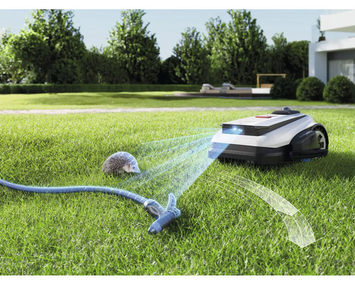 Robotgräsklippare på en gräsmatta med en trädgårdsslang och en igelkott