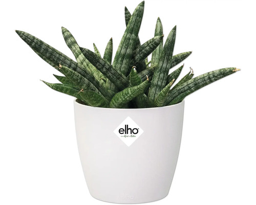 Sansevieria-växt i vit kruka med Elho-logotyp