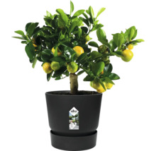 Mandarinträd i kruka