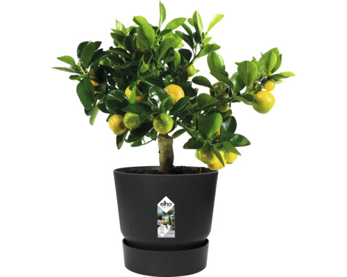 Mandarinträd i kruka