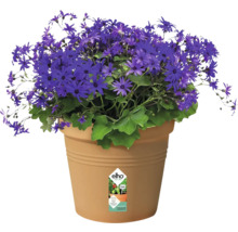 Blå prästkrage i kruka