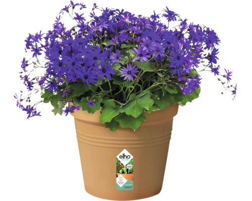 Blå prästkrage i kruka