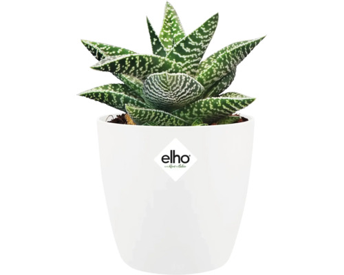 Fläckig aloe vera i vit kruka med Elho-logotyp