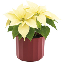 Julstjärna med gula högblad i kruka