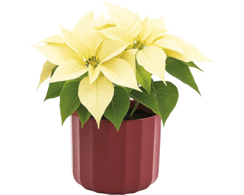 Julstjärna med gula högblad i kruka