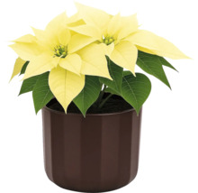 Julstjärna med gula högblad i kruka