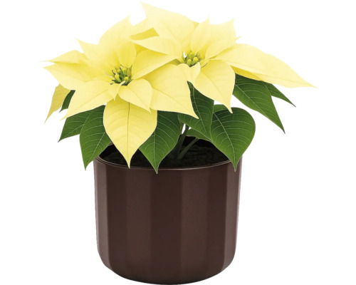 Julstjärna med gula högblad i kruka