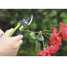 Trädgårdssax klipper rosenkvist