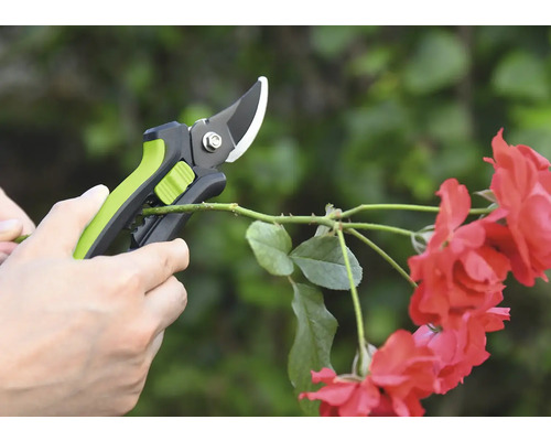 Trädgårdssax klipper rosenkvist