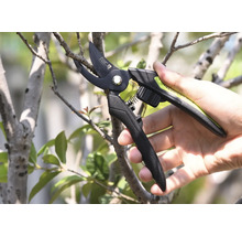 Trädgårdssax som skär en gren