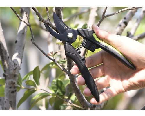 Trädgårdssax som skär en gren