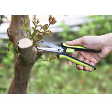 Trädgårdsarbete med trädgårdssax på ett träd