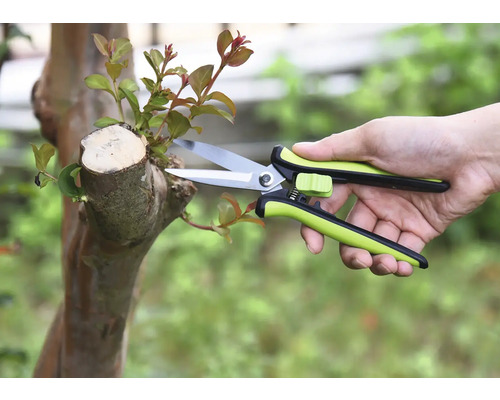 Trädgårdsarbete med trädgårdssax på ett träd