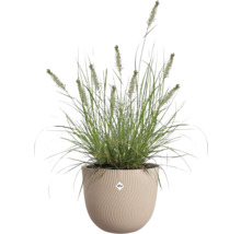 Gräs i en Elho blomkruka