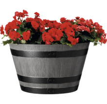 Blomkruka med röda begonior