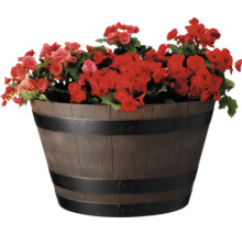 Blomkruka i tunnutseende med röda blommor