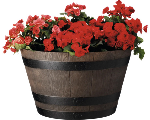 Blomkruka i tunnutseende med röda blommor