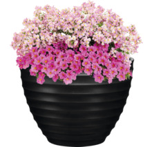 Blommande Million Bells i en planteringslåda