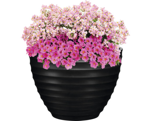 Blommande Million Bells i en planteringslåda