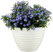 Blå lobelia i blomkruka