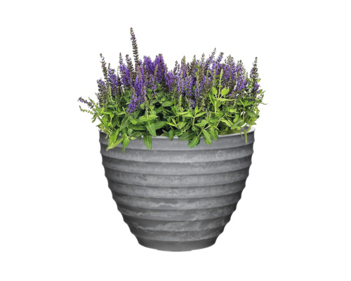 Blomkruka med lila blommande växt