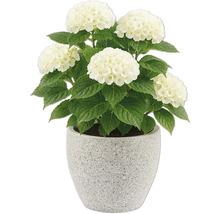 Hortensia med vita blommor i en kruka