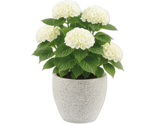 Hortensia med vita blommor i en kruka