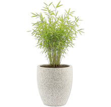 Bambu i kruka för inomhusbruk