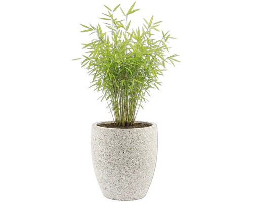 Bambu i kruka för inomhusbruk