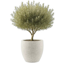 Olivträd i kruka som krukväxt