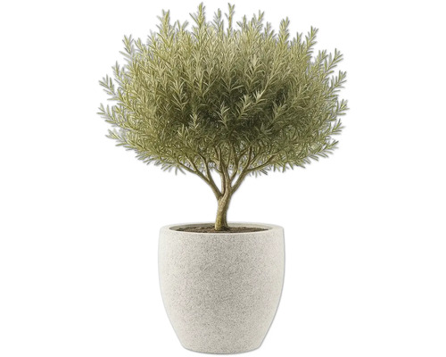 Olivträd i kruka som krukväxt