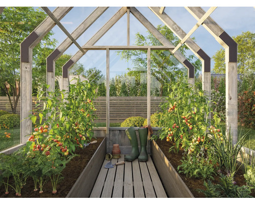 Växthus med tomatplantor, grönsaker och trädgårdsredskap