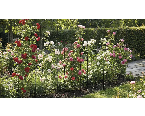 Trädgårdsscen med rosor på spaljé