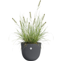 Gräs i en dekorativ kruka med Elho-logotyp