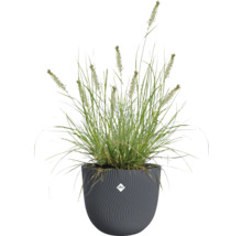 Gräs i en strukturerad blomkruka av märket Elho