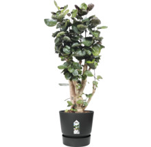 Inomhusväxt i en svart planteringskruka