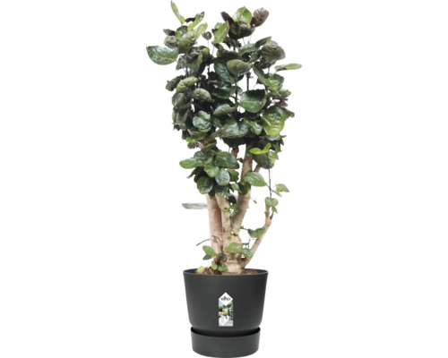 Inomhusväxt i en svart planteringskruka