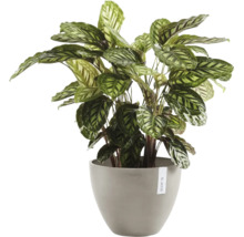 Calathea inomhusväxt i grå Ecopots blomkruka med mönstrade blad.