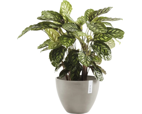 Calathea inomhusväxt i grå Ecopots blomkruka med mönstrade blad.