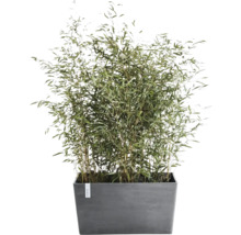 Bambuväxt i en grå rektangulär blomlåda för trädgård, terrass eller balkong.