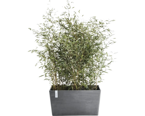 Bambuväxt i en grå rektangulär blomlåda för trädgård, terrass eller balkong.