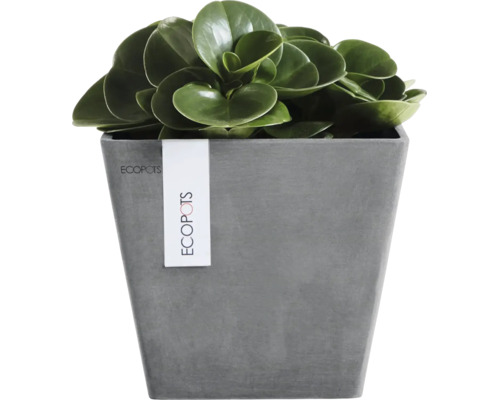 Fyrkantig Ecopots-blomkruka i stenlook med en grön krukväxt.