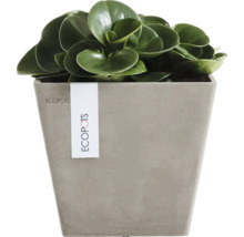 Kvadratisk Ecopots-kruka i stenlook med grön krukväxt.
